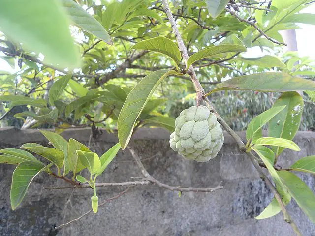 Can Annonas Fruit In Containers