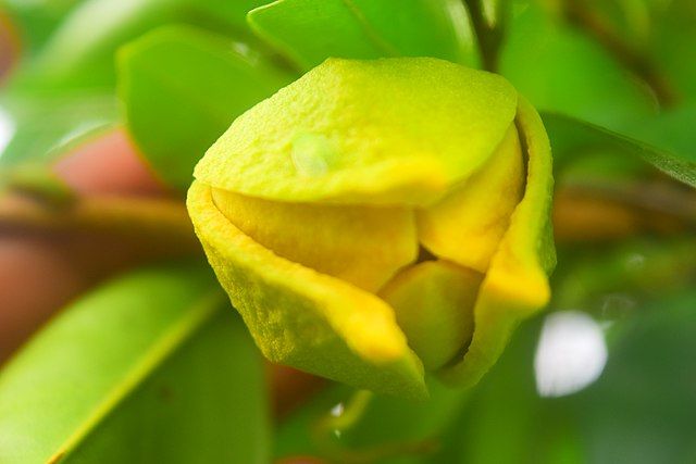 How to Hand Pollinate Soursop Flowers
