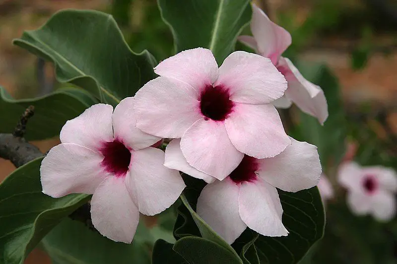 How much water &amp; sunlight is good for desert roses