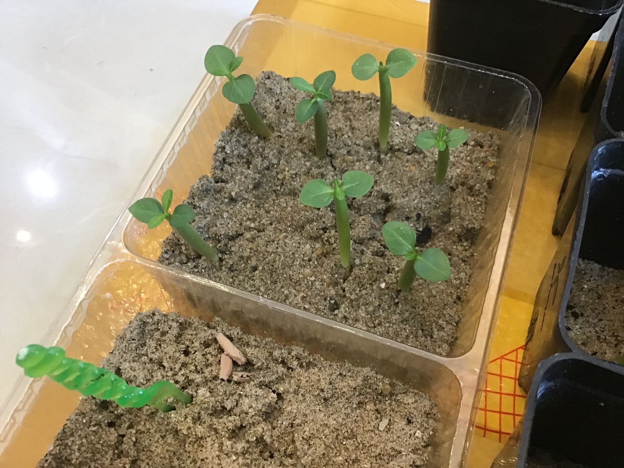 How Do You Take Care of A Desert Rose Seedling