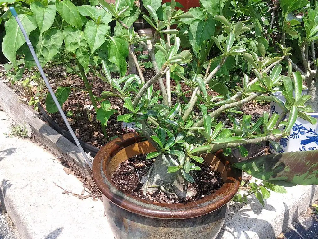 why-are-my-desert-roses-not-blooming