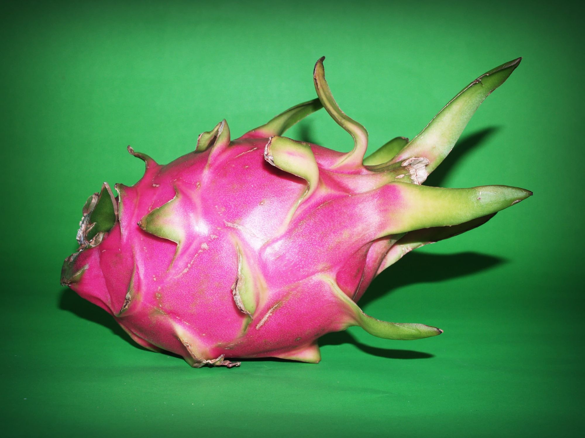 Why are my dragon fruits dropping?