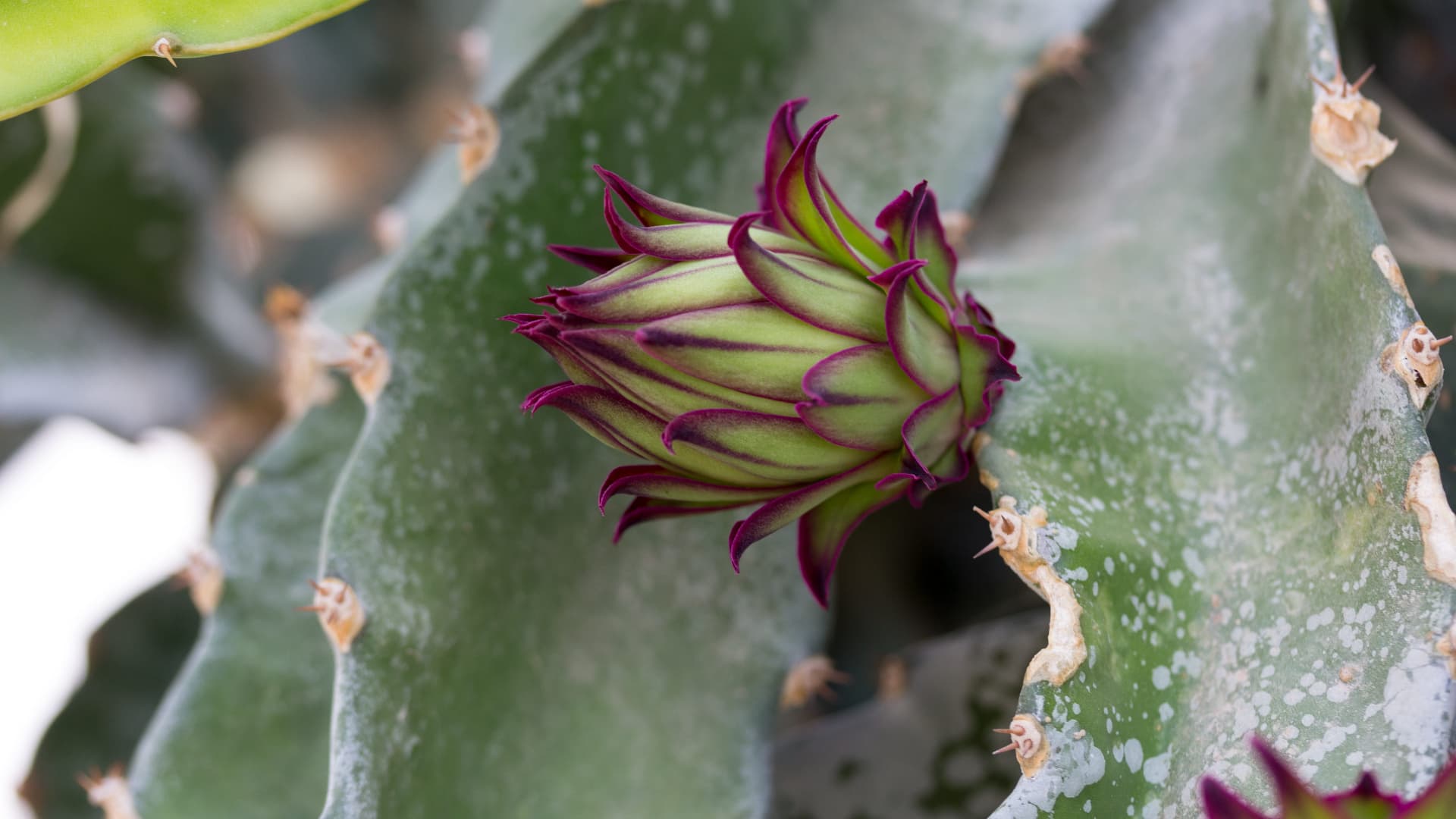 Are there red dragon fruit flowers?